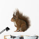 Eurasian Red Squirrel Sciurus Wall Decal