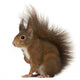 Eurasian Red Squirrel Sciurus Wall Decal