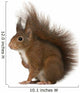 Eurasian Red Squirrel Sciurus Wall Decal