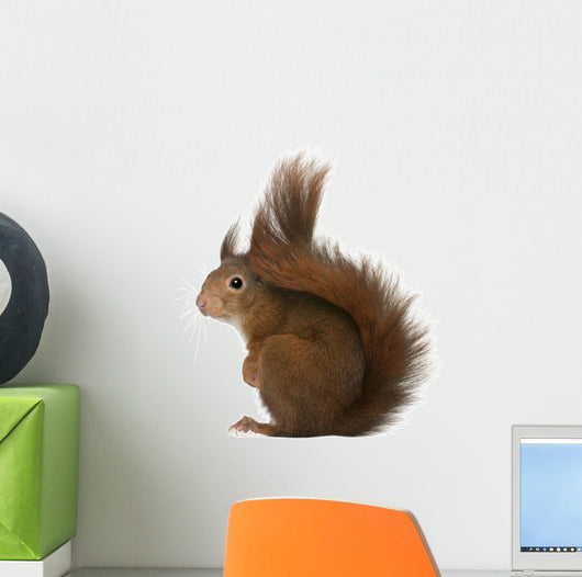 Eurasian Red Squirrel