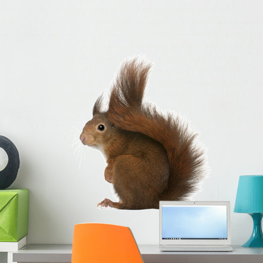 Eurasian Red Squirrel