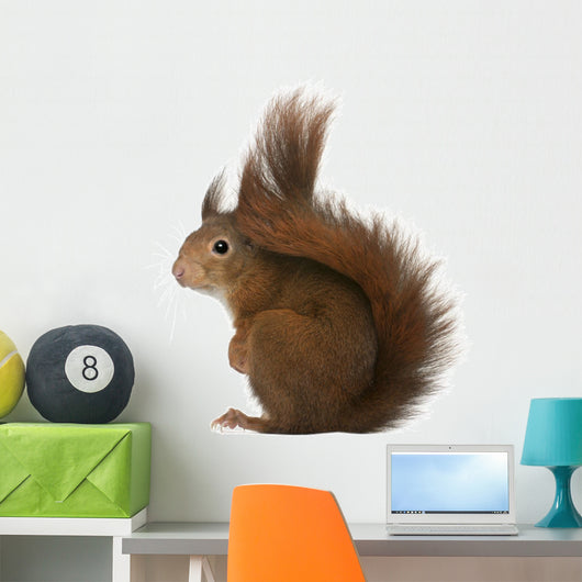 Eurasian Red Squirrel