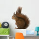 Eurasian Red Squirrel