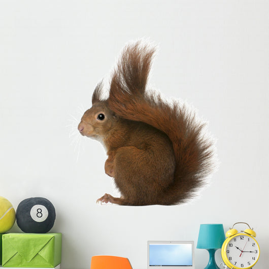 Eurasian Red Squirrel
