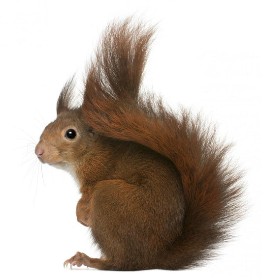Eurasian Red Squirrel