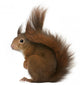 Eurasian Red Squirrel