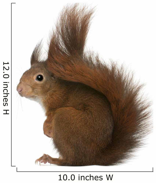 Eurasian Red Squirrel