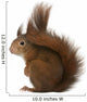 Eurasian Red Squirrel