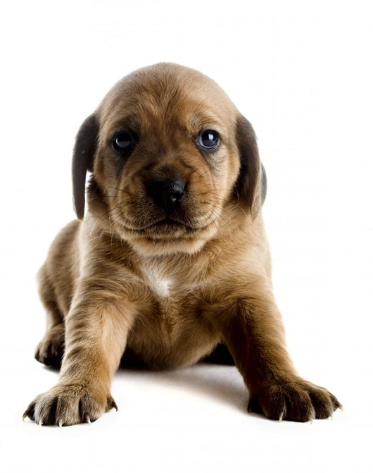 Cute Puppy Wall Decal