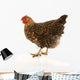 Golden Laced Wyandotte Chicken Wall Decal
