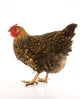 Golden Laced Wyandotte Chicken Wall Decal