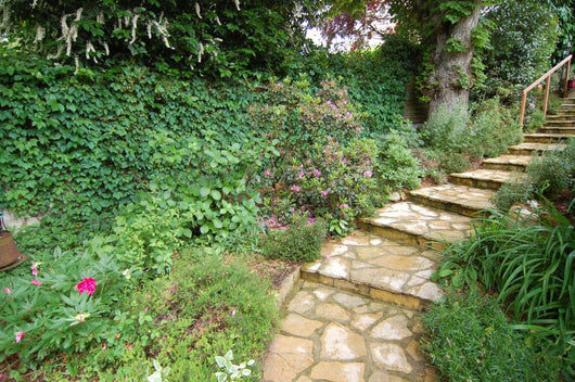 Steps Wall Mural