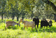 Goats in Green Field Wall Mural