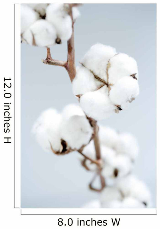 Cotton
