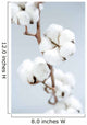 Cotton