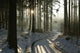 Path Winter Coniferous Forest