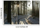 Path Winter Coniferous Forest