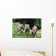 Wolfswelpen Canis Lupus