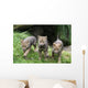 Wolfswelpen Canis Lupus