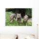 Wolfswelpen Canis Lupus