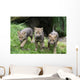 Wolfswelpen Canis Lupus