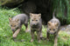 Wolfswelpen Canis Lupus