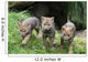 Wolfswelpen Canis Lupus
