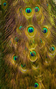 Peacock Waterfall Wall Mural