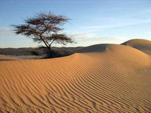 Erg Ouarane Wall Decal