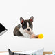 Boston terrier puppy. Wall Decal