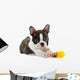 Boston terrier puppy. Wall Decal