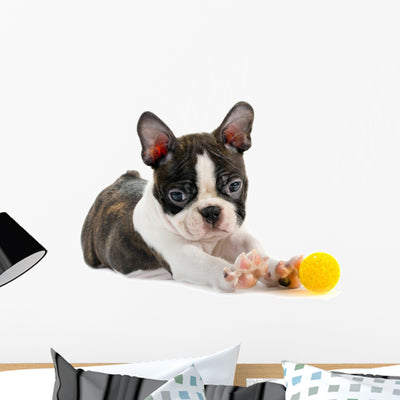 Boston Terrier Puppy Wall Decal shown on a wall