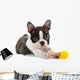 Boston terrier puppy. Wall Decal