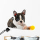 Boston terrier puppy. Wall Decal