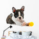 Boston terrier puppy. Wall Decal