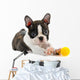 Boston terrier puppy. Wall Decal
