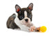 Boston terrier puppy. Wall Decal