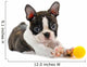 Boston terrier puppy. Wall Decal