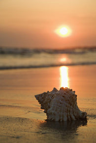 Seashell Beach