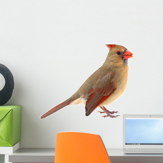 Northern Cardinal Cardinalis Cardinalis Wall Decal