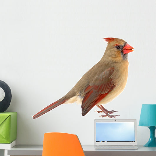 Northern Cardinal Cardinalis Cardinalis Wall Decal