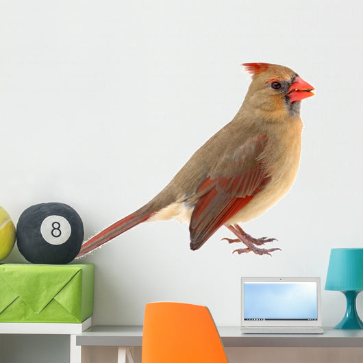 Northern Cardinal Cardinalis Cardinalis Wall Decal