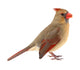 Northern Cardinal Cardinalis Cardinalis Wall Decal