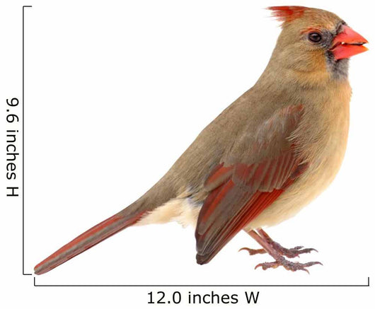 Northern Cardinal Cardinalis Cardinalis Wall Decal