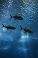 Fish Swimming in Aquarium in Lisbon Spain Wall Mural