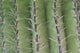 Cactus Macro