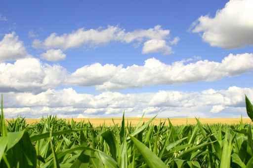 Cornfield Wall Decal