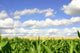 Cornfield Wall Decal