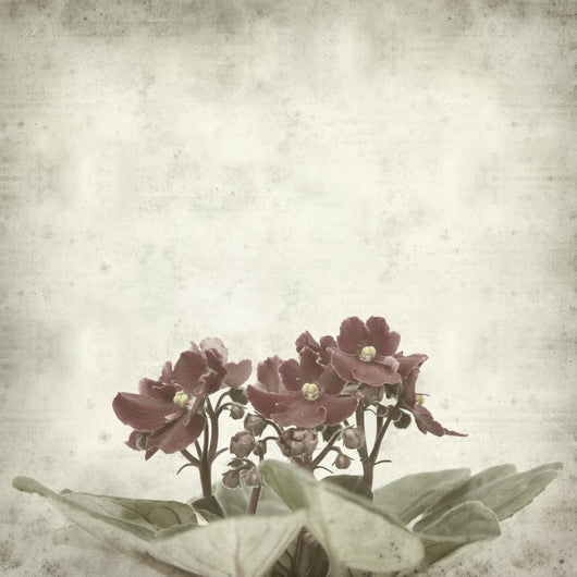 textured old paper background with african violet (saintpaulia) Wall Mural
