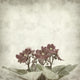 textured old paper background with african violet (saintpaulia) Wall Mural